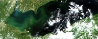 NOAA HAB map, Lake Erie